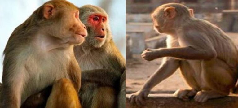 उप्र : बरेली में बंदरों का आतंक, चार महीने के मासूम को पिता की गोद से छीनकर छत से फेंका
