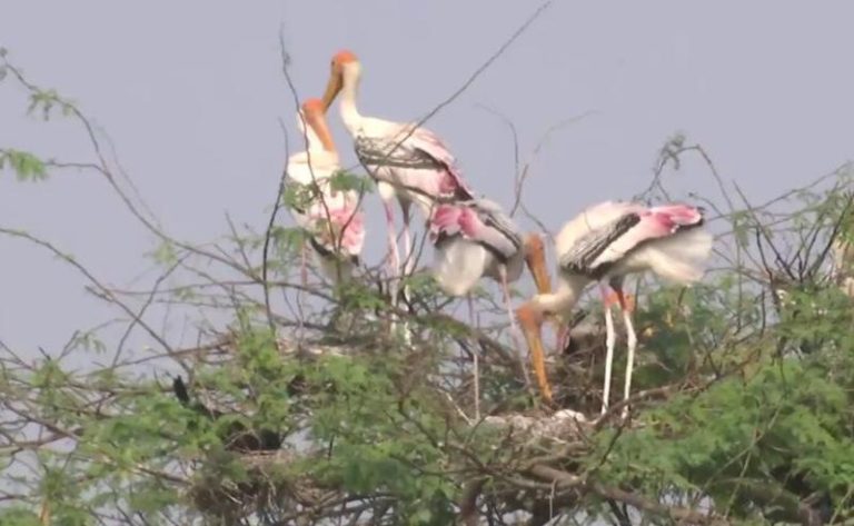 उप्र: कानपुर में प्रवासी पक्षी पहुंचने लगे