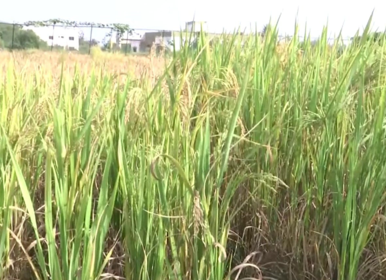 छत्तीसगढ़: रायपुर के इंदिरा गांधी कृषि विश्वविद्यालय ने धान की एडवांस वैरायटी की तैयार