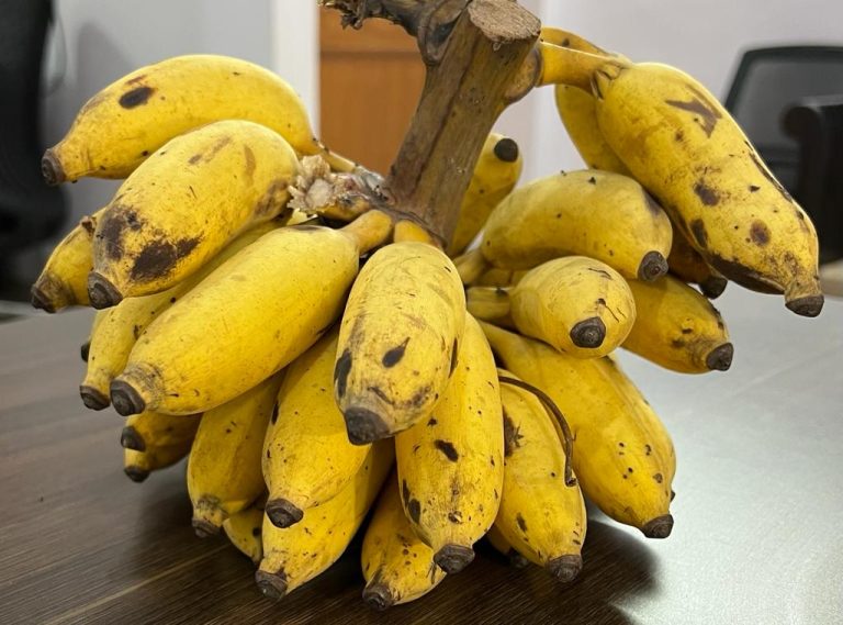 DailyAawaz के दफ्तर पहुंचे केरल के अद्भुत केले, जानिए इनकी विशेषताएं