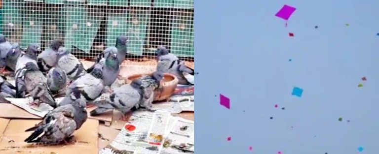 जयपुर में पतंगबाजी को देखते हुए घायल पक्षियों के इलाज के लिए बने 16 केंद्र