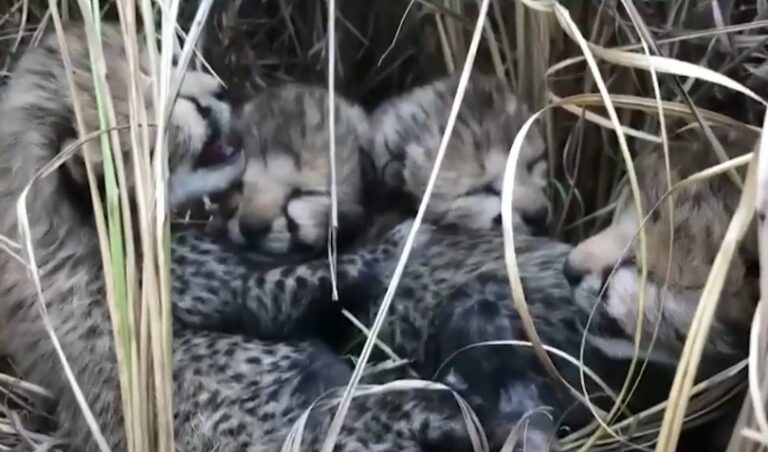 नामीबिया से आई मादा सियाया ने 4 शावकों को दिया जन्म