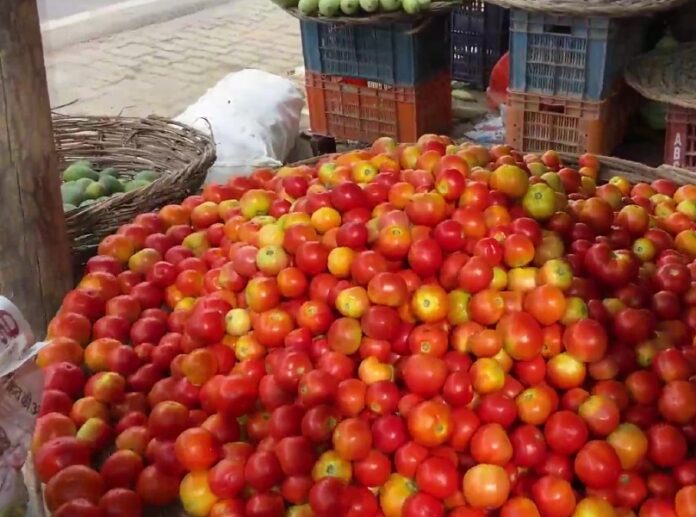 उप्र: कानपुर में टमाटरों के दाम 100 रुपए किलो तक पहुंचे उप्र: कानपुर में टमाटरों के दाम 100 रुपए किलो तक पहुंचे