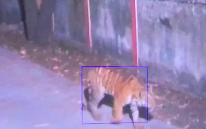 इंदौर के समीप महू तहसील के मेलेंडी गांव में बाघ की दहशत अभी भी बरकरार