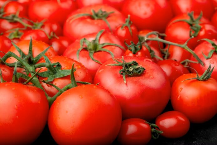 कर्नाटक के हासन में 2.5 लाख रु. के टमाटर हुए चोरी कर्नाटक के हासन में 2.5 लाख रु. के टमाटर हुए चोरी