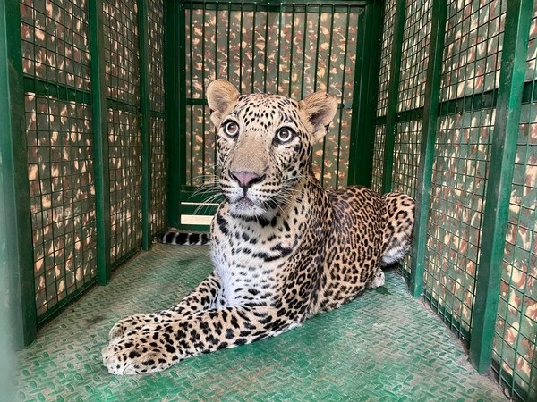Leopard enters residential area in Pune, rescued 5 hours later