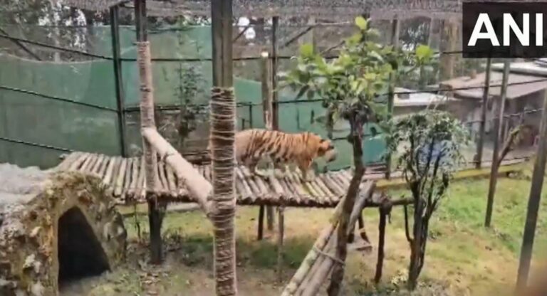 Darjeeling: Two Siberian tigers arrived at the Padmaja Naidu Himalayan Zoological Park