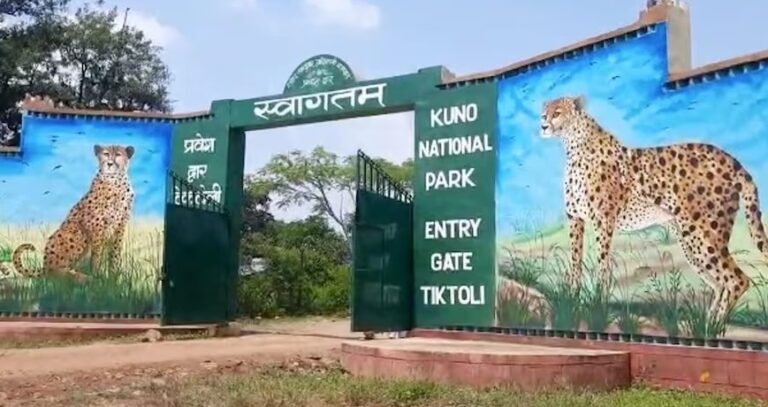 मप्र : कूनो फॉरेस्ट फेस्टिवल कल से होगा शुरू, CM मोहन यादव करेंगे शुभारंभ