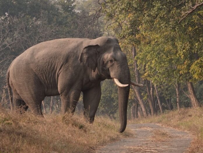 Elephants linked to India's culture, history: PM Modi