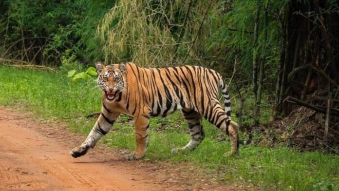 उत्तराखंड: देहरादून में अब सैलानी सुनेंगे बंगाल टाइगर की दहाड़, चिड़ियाघर लाए गए दो बाघ