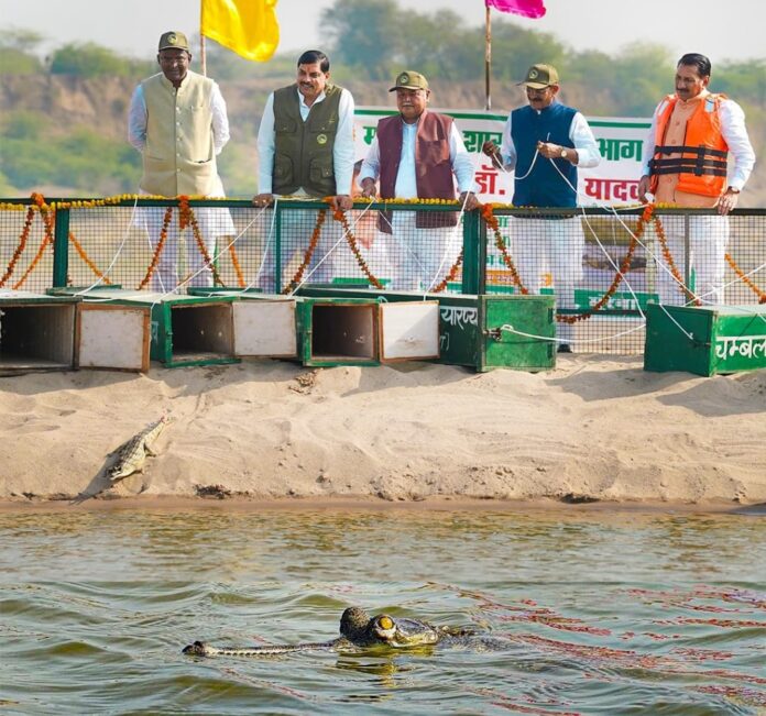 मप्र: सीएम मोहन यादव ने चंबल नदी पर स्थित राष्ट्रीय चंबल घड़ियाल अभयारण्य में 10 मगरमच्छ छोड़े