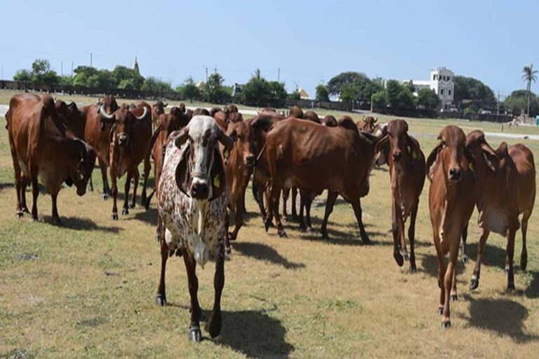 प्रदेश की सबसे कमाऊ गौशाला, गोबर से सीएनजी बनाकर 15 दिन में 15 लाख की आमदनी