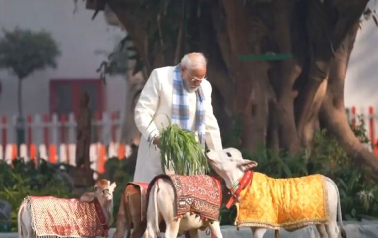मकर संक्रांति के अवसर पर पीएम मोदी ने अपने आवास पर गायों को चारा खिलाया