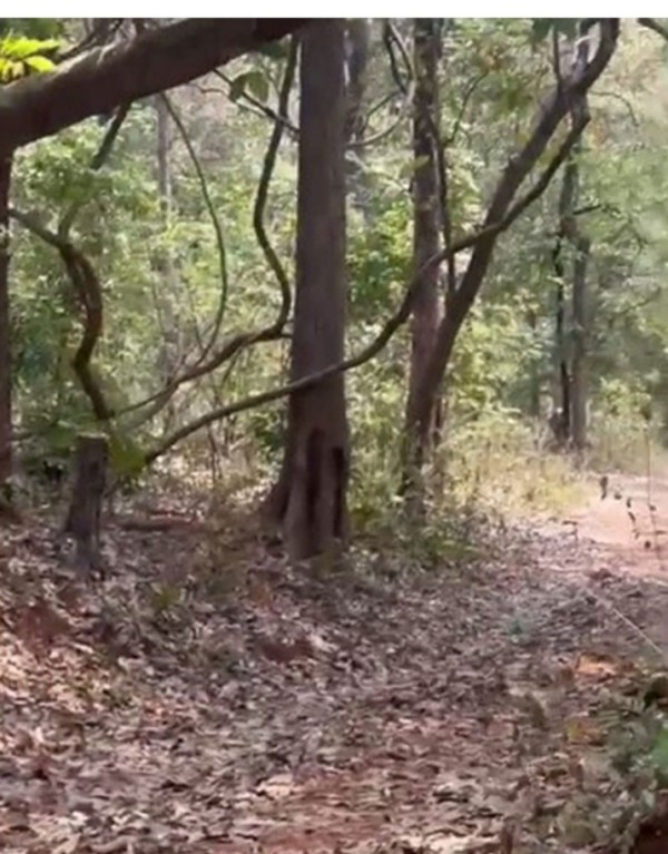 छत्तीसगढ़ के कांकेर में नक्सल विरोधी अभियान के दौरान सुरक्षा बलों ने 4 आईईडी किए बरामद छत्तीसगढ़ के कांकेर में नक्सल विरोधी अभियान के दौरान सुरक्षा बलों ने 4 आईईडी किए बरामद