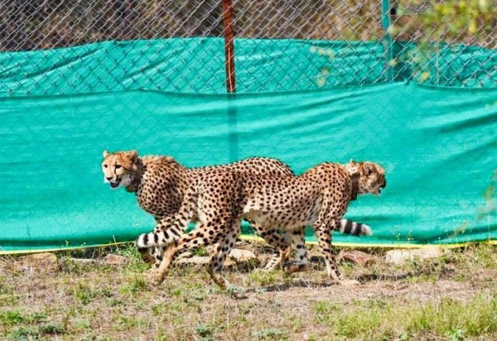 मध्‍य प्रदेश के सीएम मोहन यादव आज 2 चीतों को कूनो नेशनल पार्क में छोड़ेंगे