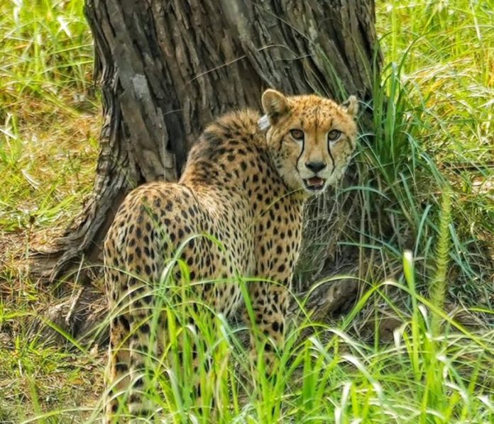 मध्य प्रदेश से 4 चीतों को कच्छ के बन्नी घास के मैदानों में स्थानांतरित किया जाएगा
