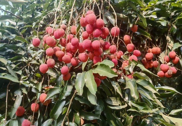 Assam’s GI-tagged Tezpur litchi reaches international market with 1st export to Dubai