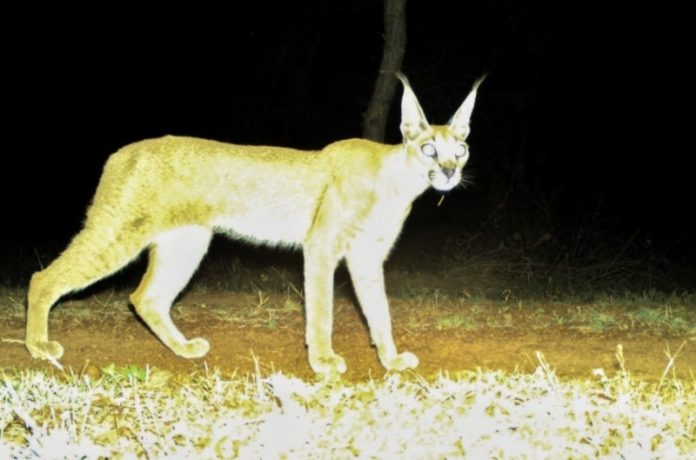 Rare wild cat Caracal spotted in Kuno National Park after several decades