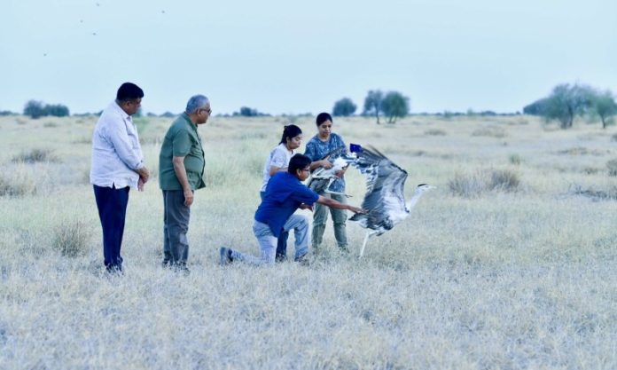 केंद्रीय मंत्री भूपेंद्र यादव ने जैसलमेर के डेजर्ट नेशनल पार्क के सैम इलाके में दो नर 'ग्रेट इंडियन बस्टर्ड' को वन्य क्षेत्र में छोड़ा
