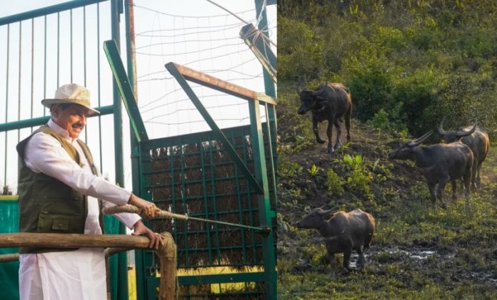 बालाघाट : सीएम डॉ. मोहन यादव ने कान्हा टाइगर रिजर्व के सूपखार क्षेत्र में असम से लाए गए 8 जंगली भैंसों को बड़े बाड़े में छोड़ा